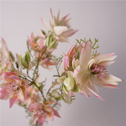 Serruria Florida Flower Decor