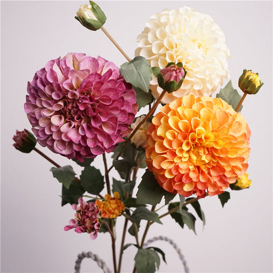 Premium Dahlia Blossom