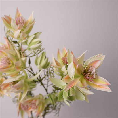 Serruria Florida Flower Decor