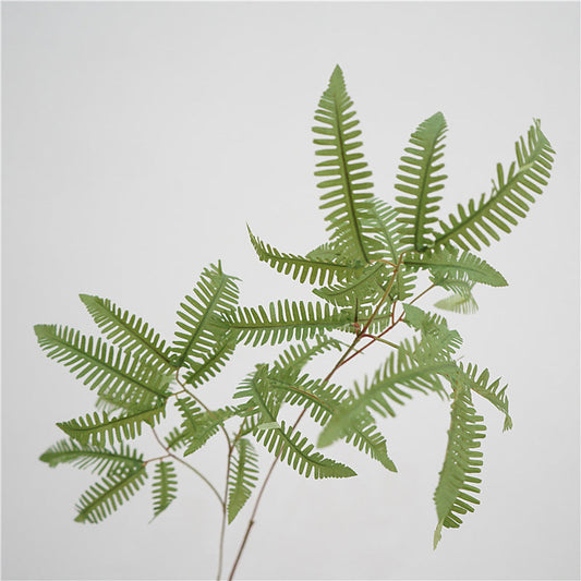 Elegant Fern Foliage
